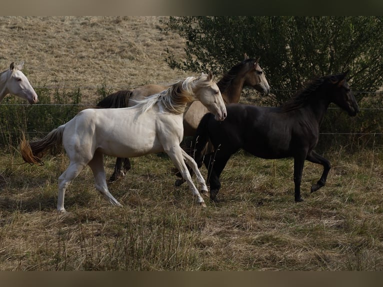 American Paint Horse Merrie 2 Jaar 150 cm Champagne in Rödinghausen