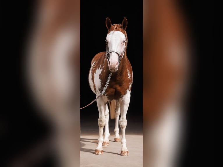 American Paint Horse Merrie 2 Jaar 150 cm Overo-alle-kleuren in Pfaffing