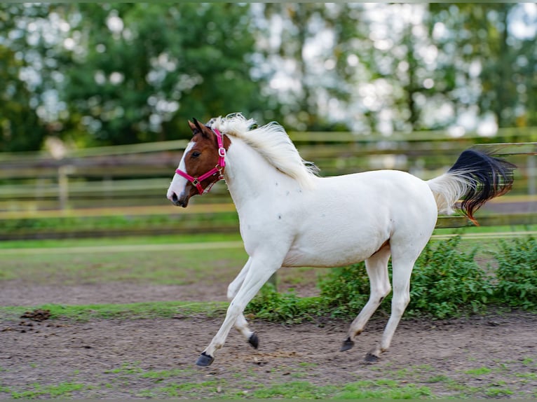 American Paint Horse Mix Merrie 2 Jaar 150 cm Tobiano-alle-kleuren in Brenz