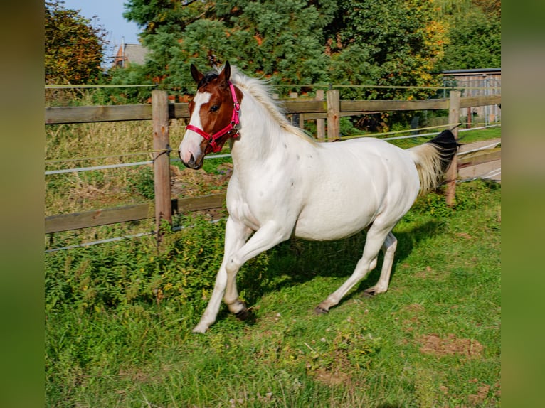 American Paint Horse Mix Merrie 2 Jaar 150 cm Tobiano-alle-kleuren in Brenz