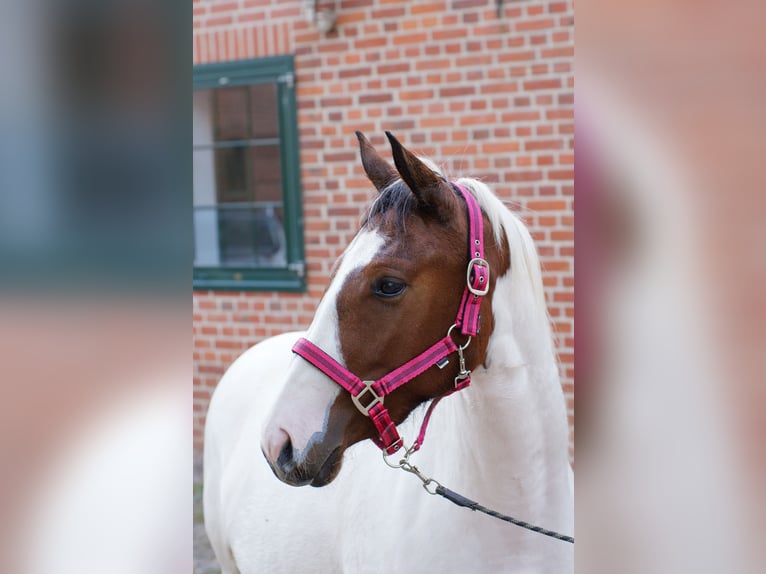American Paint Horse Mix Merrie 2 Jaar 150 cm Tobiano-alle-kleuren in Brenz