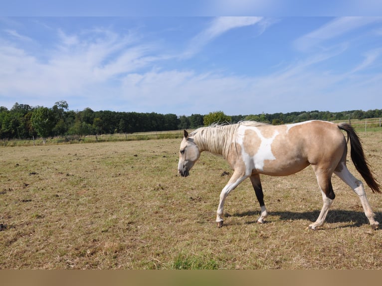 American Paint Horse Merrie 2 Jaar 150 cm Tobiano-alle-kleuren in B&#xFC;ckeburg Evesen