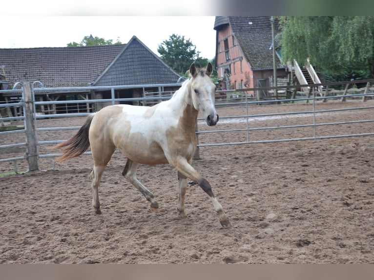 American Paint Horse Merrie 2 Jaar 150 cm Tobiano-alle-kleuren in B&#xFC;ckeburg Evesen