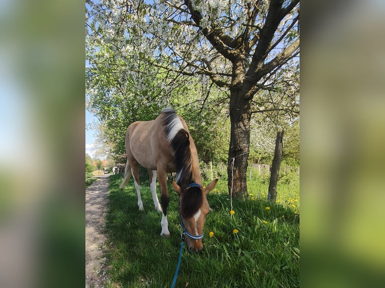 American Paint Horse Mix Merrie 2 Jaar 153 cm Buckskin in M&#xFC;nchberg