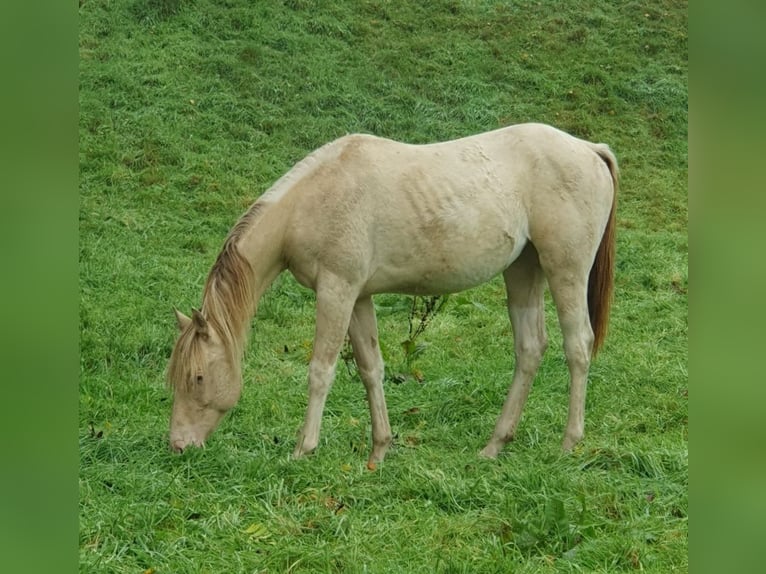 American Paint Horse Merrie 2 Jaar 153 cm Champagne in Rödinghausen