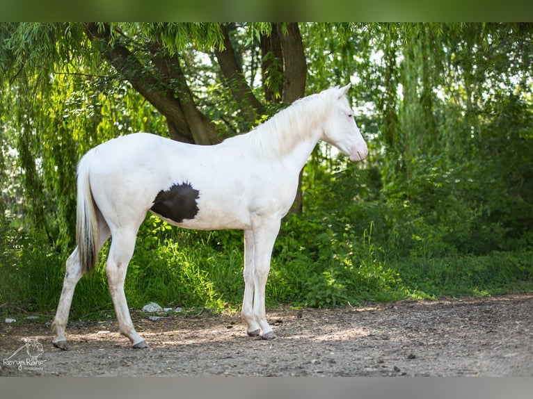 American Paint Horse Merrie 2 Jaar 153 cm Gevlekt-paard in Danstedt