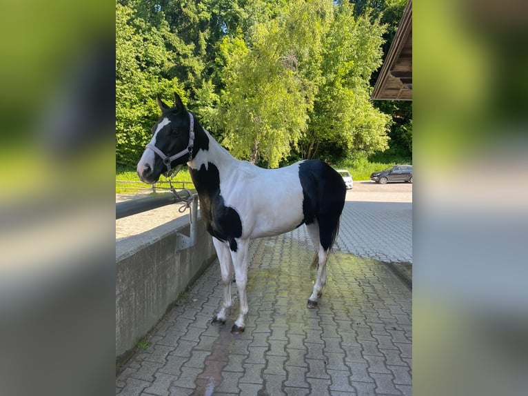 American Paint Horse Merrie 2 Jaar 154 cm Tobiano-alle-kleuren in Gro&#xDF;volderberg