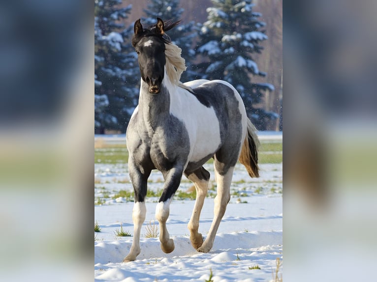 American Paint Horse Merrie 2 Jaar 155 cm Roan-Blue in Děčín