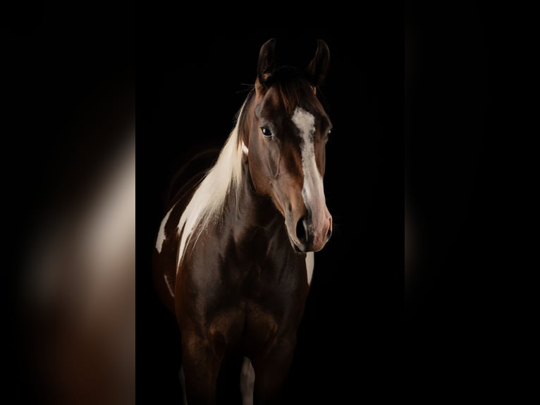 American Paint Horse Merrie 2 Jaar 155 cm Tobiano-alle-kleuren in Allerheiligen im M&#xFC;hlkreis