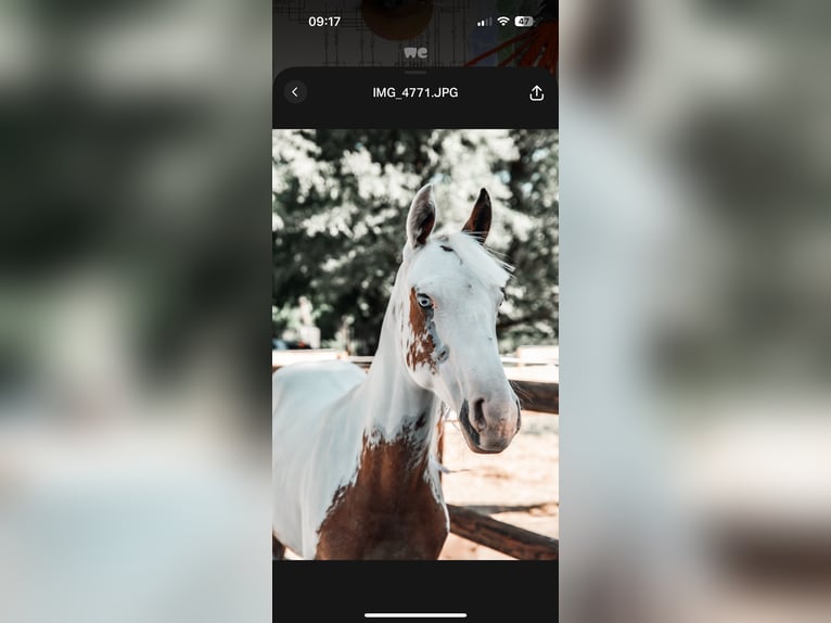 American Paint Horse Merrie 2 Jaar 155 cm Tovereo-alle-kleuren in Ridderkerk