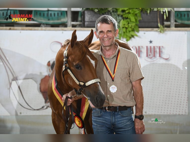 American Paint Horse Merrie 2 Jaar 160 cm Tobiano-alle-kleuren in Aurach Am Hangar