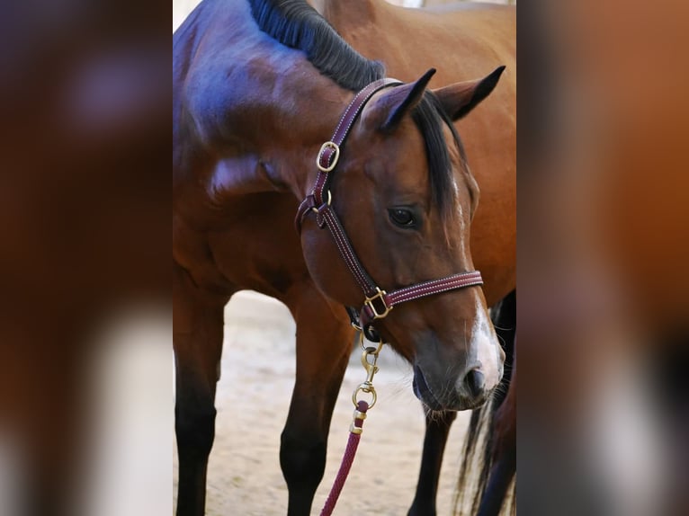 American Paint Horse Merrie 2 Jaar 160 cm Tobiano-alle-kleuren in Aurach Am Hangar