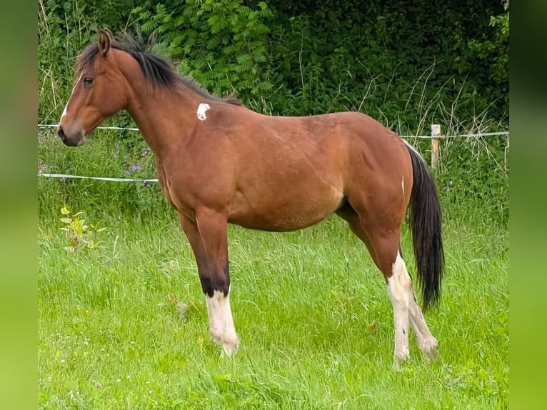 American Paint Horse Merrie 2 Jaar Bruin in Lauterbach