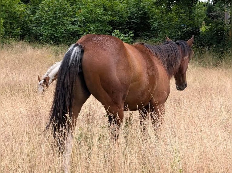 American Paint Horse Merrie 2 Jaar Bruin in Lauterbach