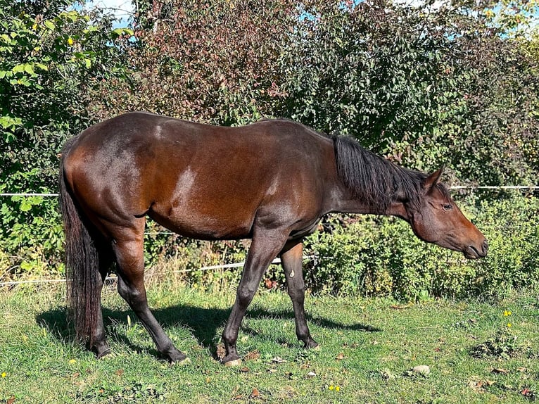 American Paint Horse Merrie 2 Jaar Bruin in Haldenwang