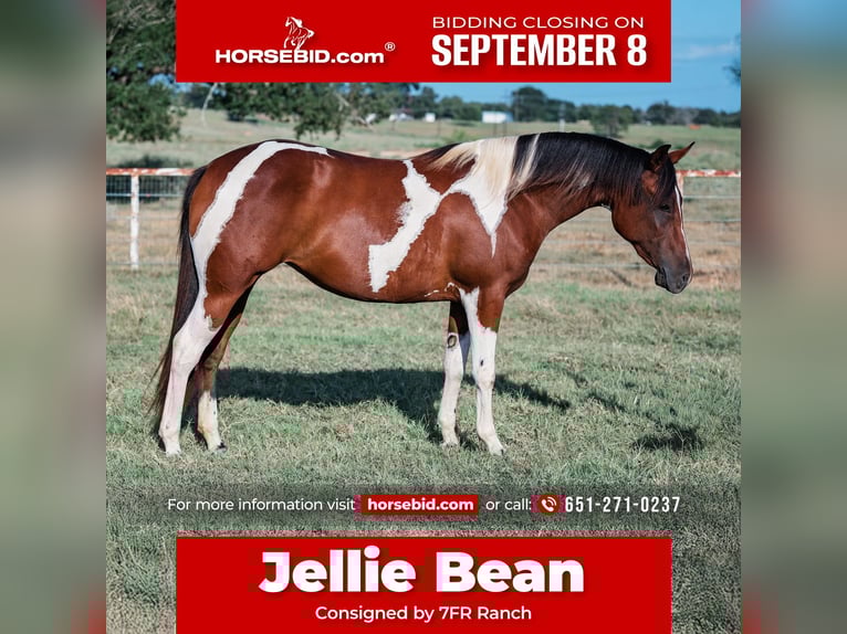 American Paint Horse Merrie 2 Jaar Gevlekt-paard in Normangee