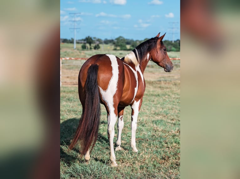 American Paint Horse Merrie 2 Jaar Gevlekt-paard in Normangee