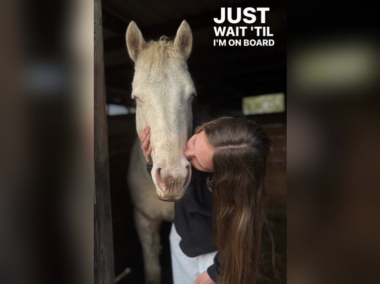 American Paint Horse Merrie 2 Jaar Perlino in Werneuchen
