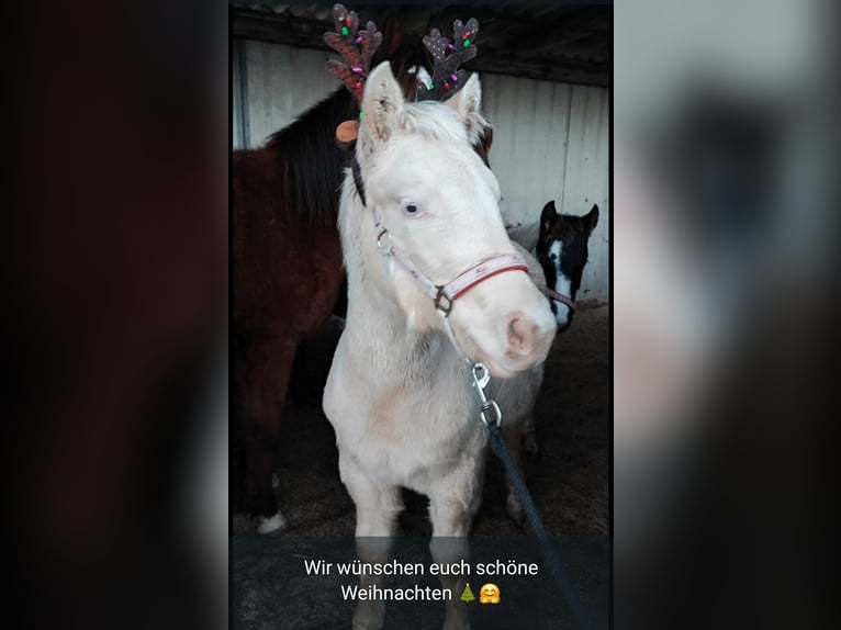 American Paint Horse Merrie 2 Jaar Perlino in Werneuchen