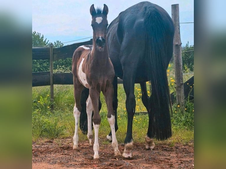 American Paint Horse Merrie 2 Jaar Tobiano-alle-kleuren in Eppelborn