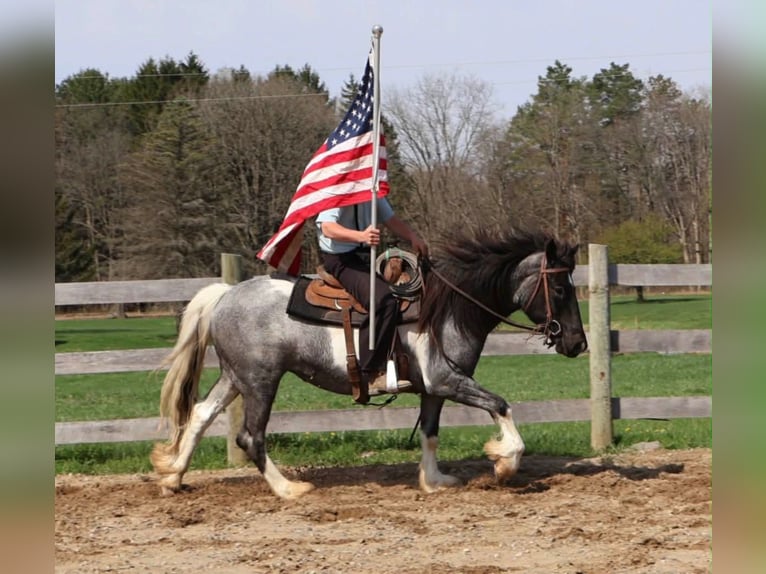American Paint Horse Merrie 3 Jaar 142 cm Roan-Blue in Howell