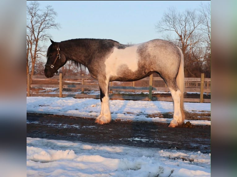 American Paint Horse Merrie 3 Jaar 142 cm Roan-Blue in Howell