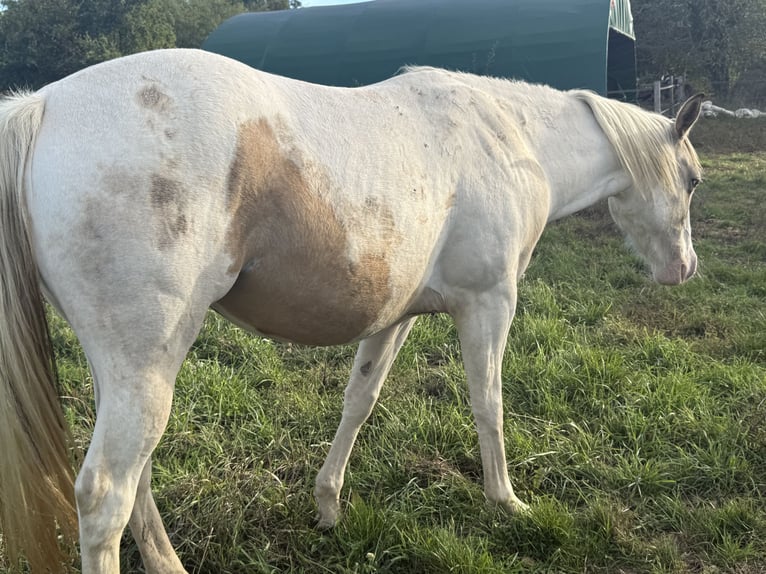 American Paint Horse Merrie 3 Jaar 143 cm Tobiano-alle-kleuren in Thodure
