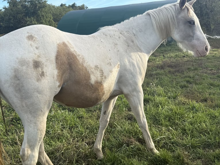 American Paint Horse Merrie 3 Jaar 143 cm Tobiano-alle-kleuren in Thodure