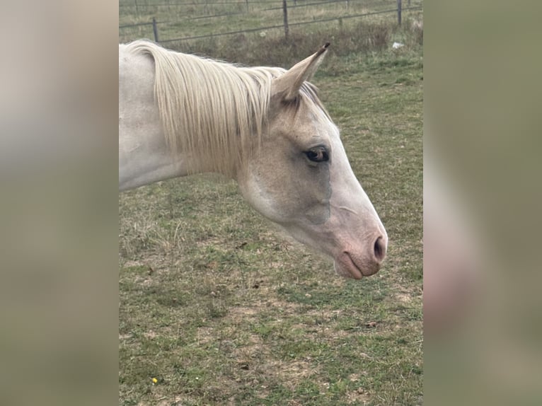 American Paint Horse Merrie 3 Jaar 143 cm Tobiano-alle-kleuren in Thodure