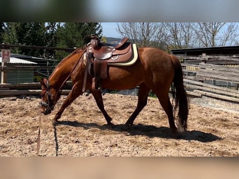 American Paint Horse Merrie 3 Jaar 144 cm Donkere-vos in Berga