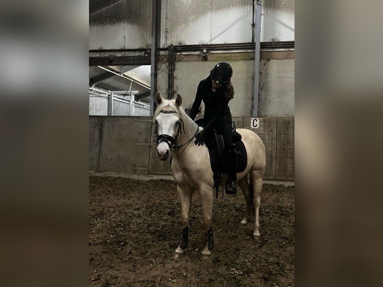 American Paint Horse Merrie 3 Jaar 145 cm Palomino in Nijmegen