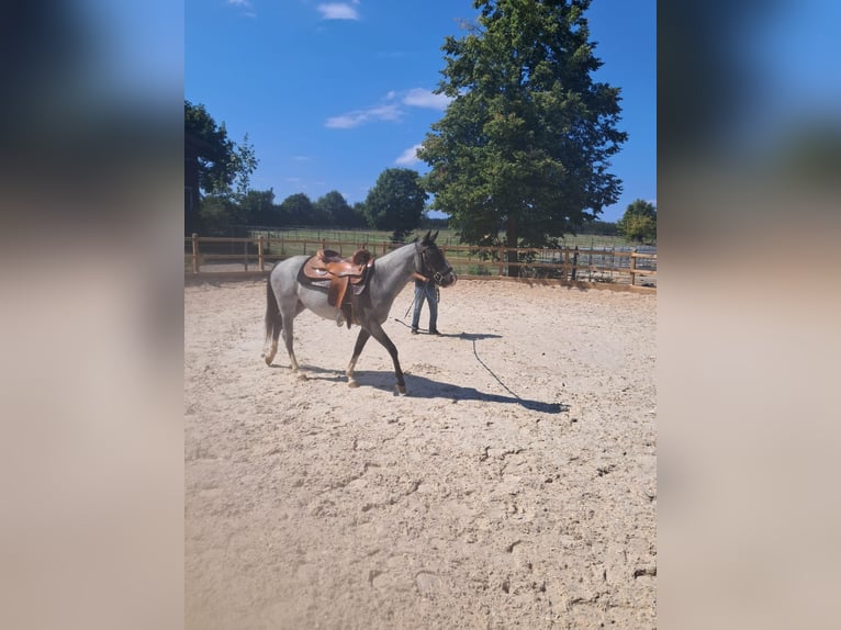 American Paint Horse Merrie 3 Jaar 145 cm Roan-Blue in Oberostendorf-Gutenberg