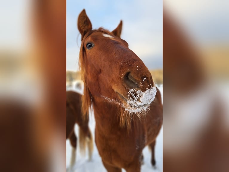 American Paint Horse Merrie 3 Jaar 145 cm Vos in Berga- Wünschendorf