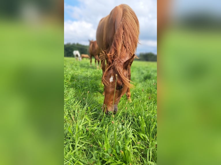 American Paint Horse Merrie 3 Jaar 145 cm Vos in Berga- Wünschendorf