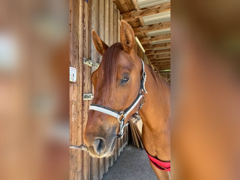 American Paint Horse Merrie 3 Jaar 145 cm Vos in Berga- Wünschendorf