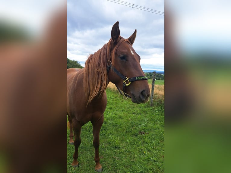 American Paint Horse Merrie 3 Jaar 145 cm Vos in Berga- Wünschendorf