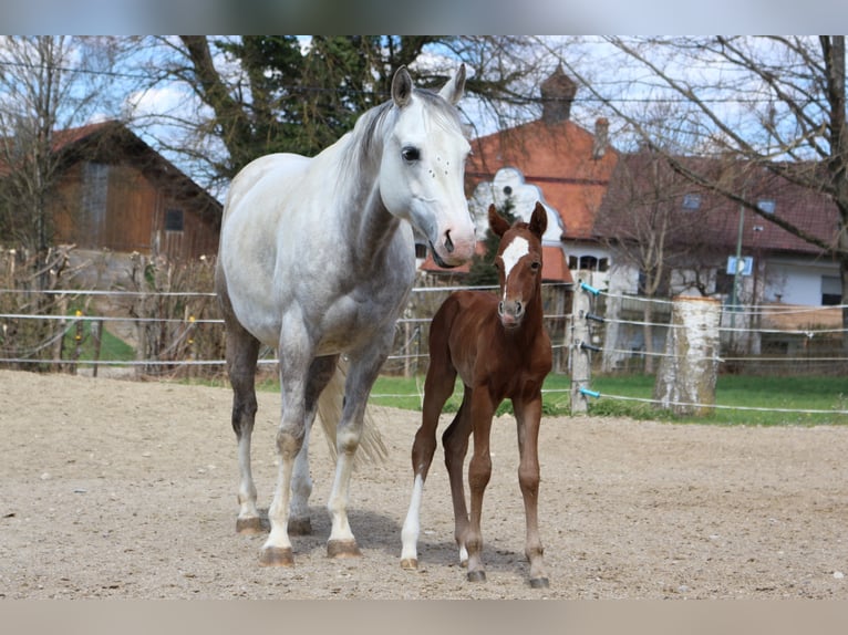 American Paint Horse Merrie 3 Jaar 150 cm kan schimmel zijn in Eggenthal