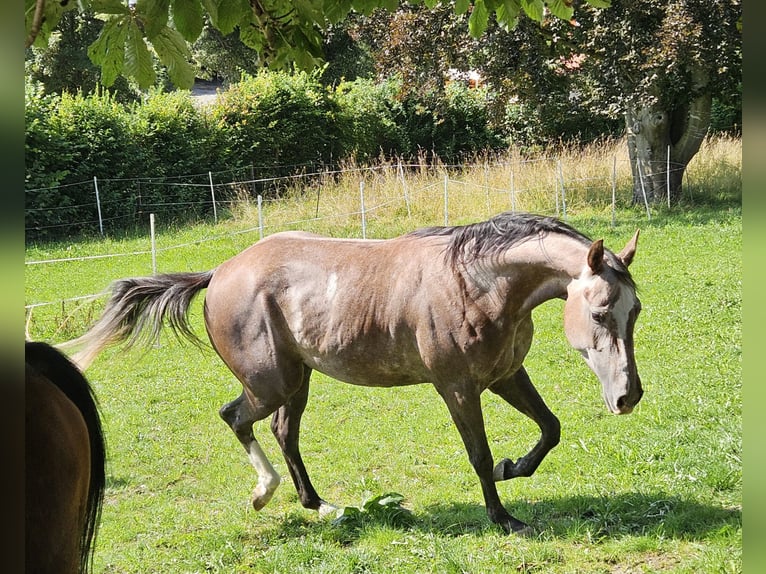 American Paint Horse Merrie 3 Jaar 150 cm kan schimmel zijn in Eggenthal