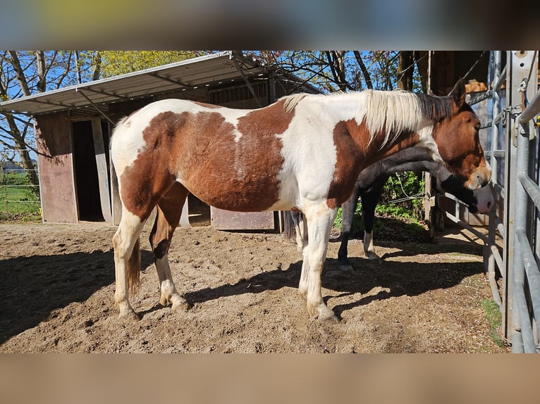American Paint Horse Merrie 3 Jaar 150 cm Tobiano-alle-kleuren in Eggenthal