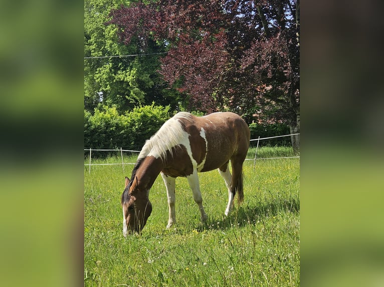 American Paint Horse Merrie 3 Jaar 150 cm Tobiano-alle-kleuren in Eggenthal