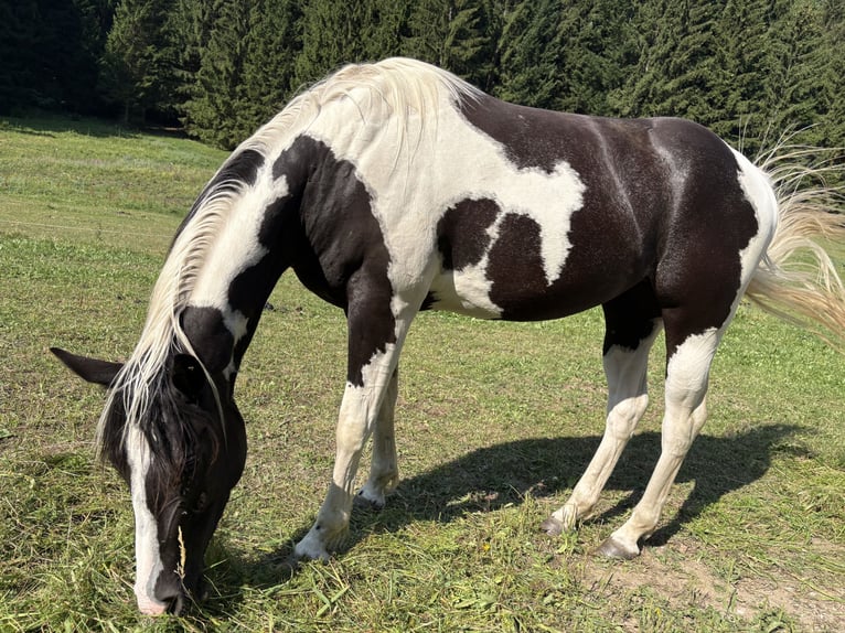American Paint Horse Merrie 3 Jaar 150 cm Tobiano-alle-kleuren in Traunkirchen