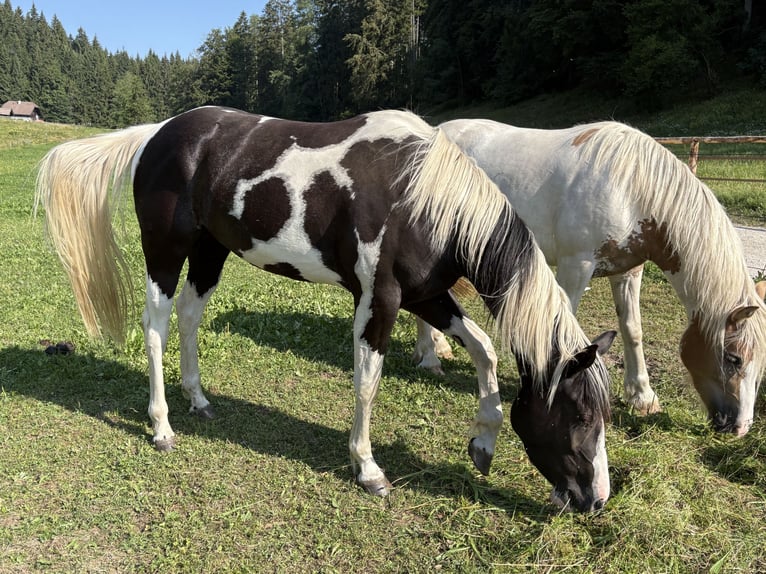 American Paint Horse Merrie 3 Jaar 150 cm Tobiano-alle-kleuren in Traunkirchen
