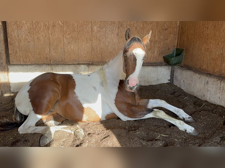 American Paint Horse Merrie 3 Jaar 150 cm Tobiano-alle-kleuren in Wemding