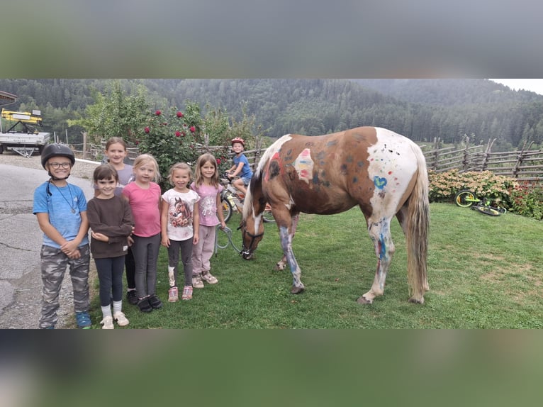 American Paint Horse Merrie 3 Jaar 150 cm Tobiano-alle-kleuren in Anger