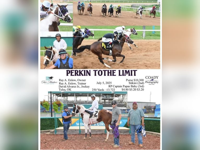 American Paint Horse Merrie 3 Jaar 152 cm Gevlekt-paard in Edmond