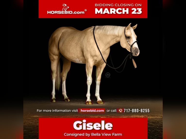 American Paint Horse Merrie 3 Jaar 152 cm Palomino in Grantville