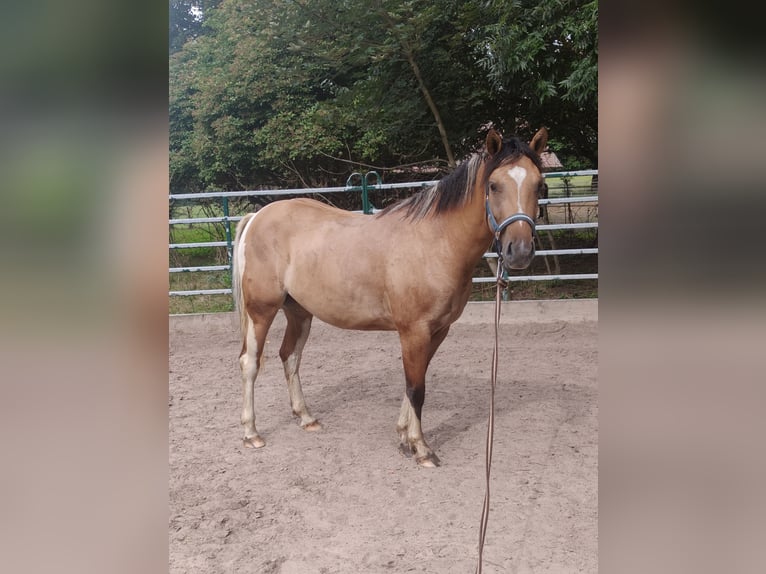 American Paint Horse Mix Merrie 3 Jaar 153 cm Buckskin in Münchberg