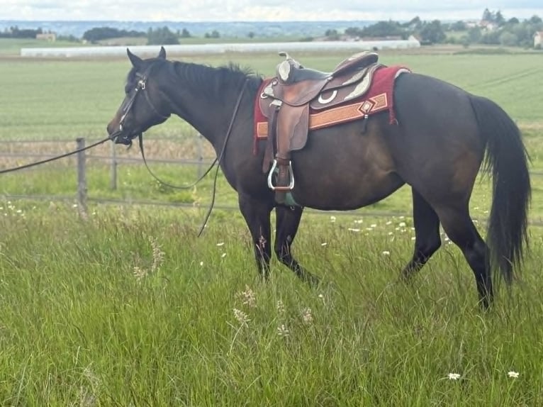 American Paint Horse Merrie 3 Jaar 153 cm Donkerbruin in Thodure
