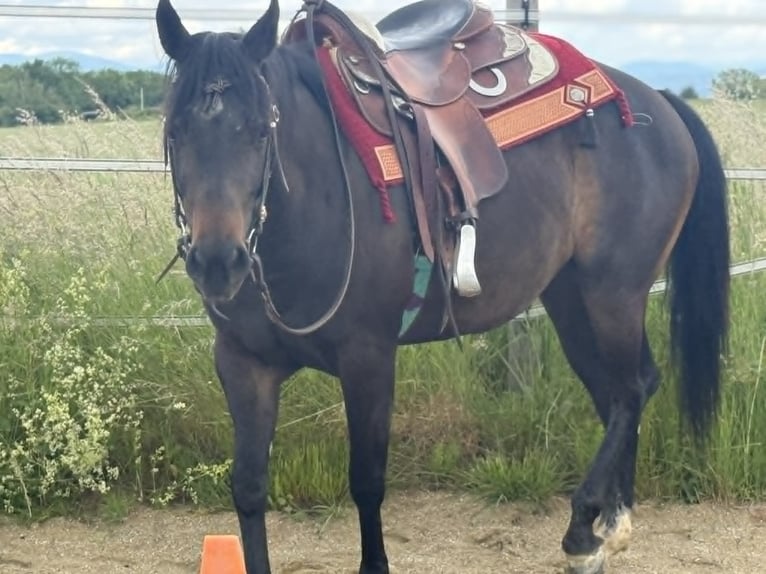 American Paint Horse Merrie 3 Jaar 153 cm Donkerbruin in Thodure