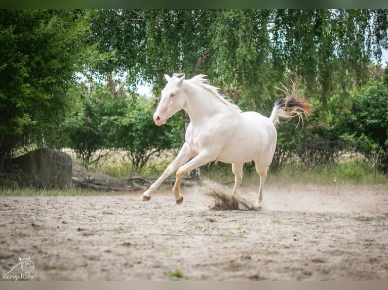 American Paint Horse Merrie 3 Jaar 153 cm Gevlekt-paard in Danstedt